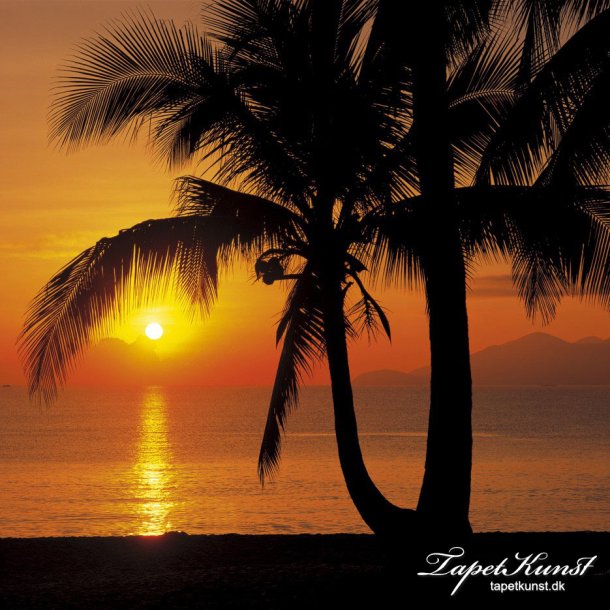 Palmy Beach Sunrise - 4 dele